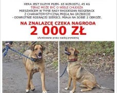 Zaginął pies