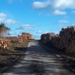 70 dni po nawałnicy