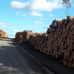 70 dni po nawałnicy