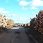 70 dni po nawałnicy