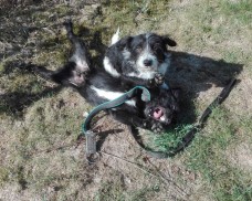 UWAGA – Znaleziono psy