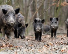 Informacja dla mieszkańców Gminy Dziemiany dotycząca szacowania szkód łowieckich