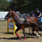 III Mistrzostwa Kaszub W Powożeniu Zaprzęgami Konnymi