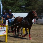 III Mistrzostwa Kaszub W Powożeniu Zaprzęgami Konnymi