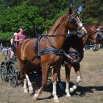 III Mistrzostwa Kaszub W Powożeniu Zaprzęgami Konnymi