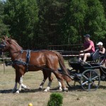 III Mistrzostwa Kaszub W Powożeniu Zaprzęgami Konnymi