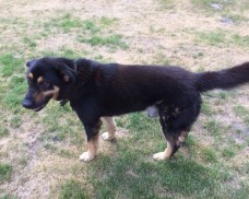 Uwaga ! Znaleziono pieska