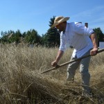IV Mistrzostwa Polski w Koszeniu Zboża Metodą Tradycyjną