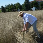IV Mistrzostwa Polski w Koszeniu Zboża Metodą Tradycyjną