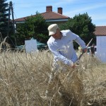 IV Mistrzostwa Polski w Koszeniu Zboża Metodą Tradycyjną