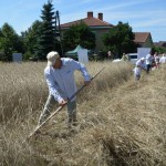 IV Mistrzostwa Polski w Koszeniu Zboża Metodą Tradycyjną