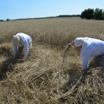 IV Mistrzostwa Polski w Koszeniu Zboża Metodą Tradycyjną