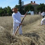 IV Mistrzostwa Polski w Koszeniu Zboża Metodą Tradycyjną