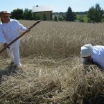 IV Mistrzostwa Polski w Koszeniu Zboża Metodą Tradycyjną
