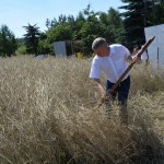 IV Mistrzostwa Polski w Koszeniu Zboża Metodą Tradycyjną