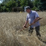 IV Mistrzostwa Polski w Koszeniu Zboża Metodą Tradycyjną
