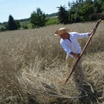IV Mistrzostwa Polski w Koszeniu Zboża Metodą Tradycyjną