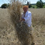 IV Mistrzostwa Polski w Koszeniu Zboża Metodą Tradycyjną