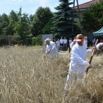 IV Mistrzostwa Polski w Koszeniu Zboża Metodą Tradycyjną