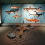 Wycieczka Młodzieżowej Drużyny Pożarniczej do Schweinsberg w Niemczech