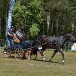 IV Mistrzostwa Kaszub w Powożeniu Zaprzęgami Konnymi oraz Pokaz Psów