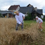 V Mistrzostwa Polski w Koszeniu Zboża