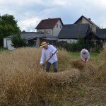 V Mistrzostwa Polski w Koszeniu Zboża
