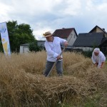 V Mistrzostwa Polski w Koszeniu Zboża