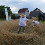 V Mistrzostwa Polski w Koszeniu Zboża