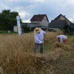 V Mistrzostwa Polski w Koszeniu Zboża
