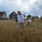 V Mistrzostwa Polski w Koszeniu Zboża