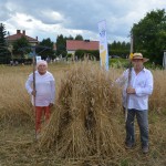 V Mistrzostwa Polski w Koszeniu Zboża