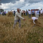 V Mistrzostwa Polski w Koszeniu Zboża