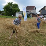 V Mistrzostwa Polski w Koszeniu Zboża