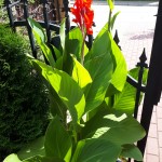 "Pamiętajcie o ogrodach"