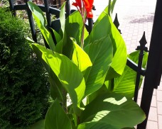 “Pamiętajcie o ogrodach”