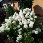 "Pamiętajcie o ogrodach"