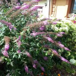 "Pamiętajcie o ogrodach"