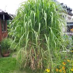 "Pamiętajcie o ogrodach"