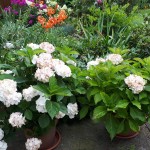 "Pamiętajcie o ogrodach"