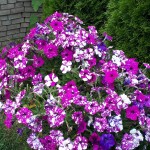 "Pamiętajcie o ogrodach"