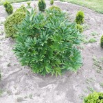 "Pamiętajcie o ogrodach"