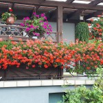 "Pamiętajcie o ogrodach"