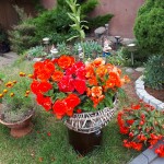 "Pamiętajcie o ogrodach"