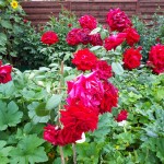 "Pamiętajcie o ogrodach"