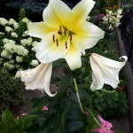 "Pamiętajcie o ogrodach"