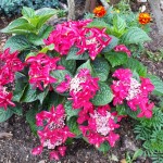 "Pamiętajcie o ogrodach"