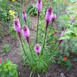 "Pamiętajcie o ogrodach"