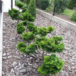 "Pamiętajcie o ogrodach"