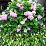 "Pamiętajcie o ogrodach"